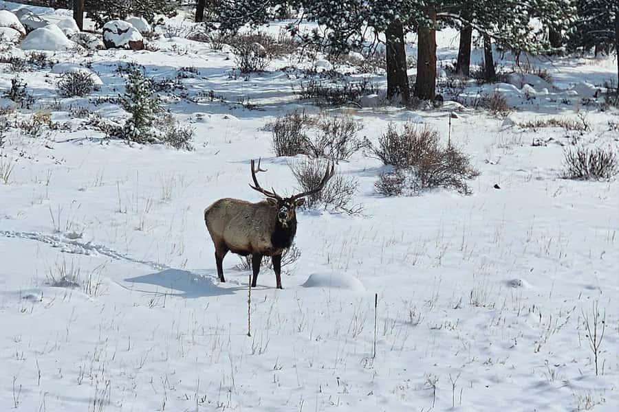 From Boulder or Denver: Rocky Mountain National Park Tour - From Denver or Boulder to the Gateway of Rocky Mountain National Park