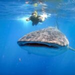 From Cabo: Snorkel with Whale Sharks in La Paz - Starting Point and Transportation from Cabo San Lucas