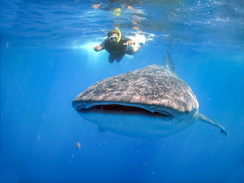 From Cabo: Snorkel with Whale Sharks in La Paz - Starting Point and Transportation from Cabo San Lucas