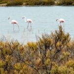 From Cagliari: Chia Beaches Tour with van - First Stop: Su Giudeu Beach’s Pink Granite Panorama