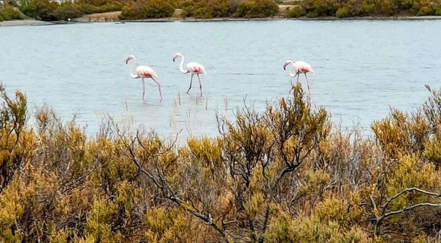 From Cagliari: Chia Beaches Tour with van - First Stop: Su Giudeu Beach’s Pink Granite Panorama