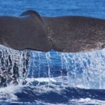 From Calheta: Whale and Dolphin Watching RIB Boat Tour - Starting Point at H2o Madeira in Calheta