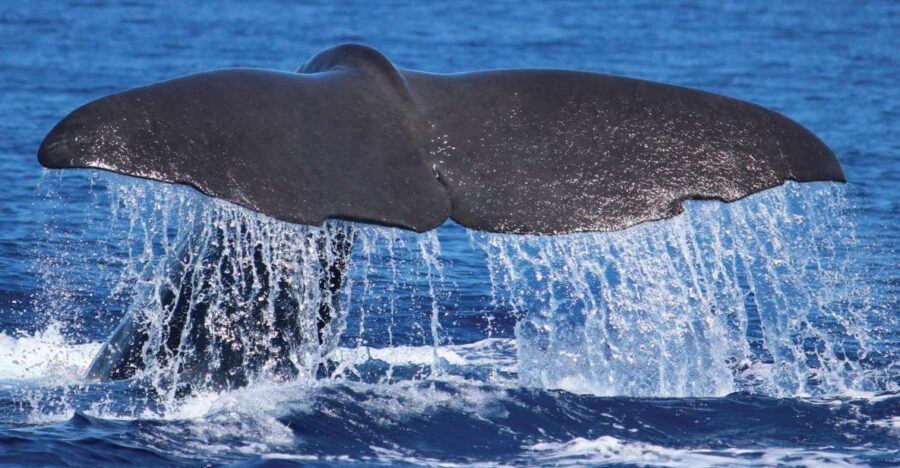 From Calheta: Whale and Dolphin Watching RIB Boat Tour - Starting Point at H2o Madeira in Calheta