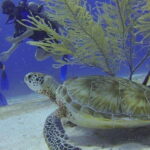 From Cancun: Chac Mool Cenote Diving Experience - Convenience of Pickup and Transportation from Cancun