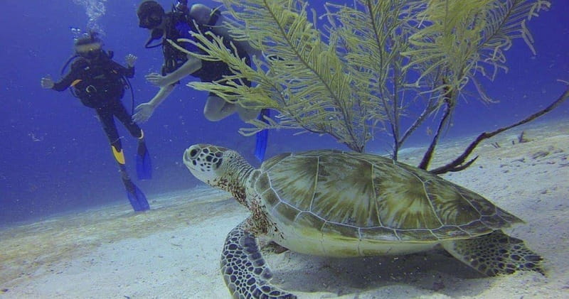 From Cancun: Chac Mool Cenote Diving Experience - Convenience of Pickup and Transportation from Cancun