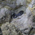 From Cancun: Kantemó Snake Cavern Adventure - Kantemós Snake Cavern: A Natural Phenomenon