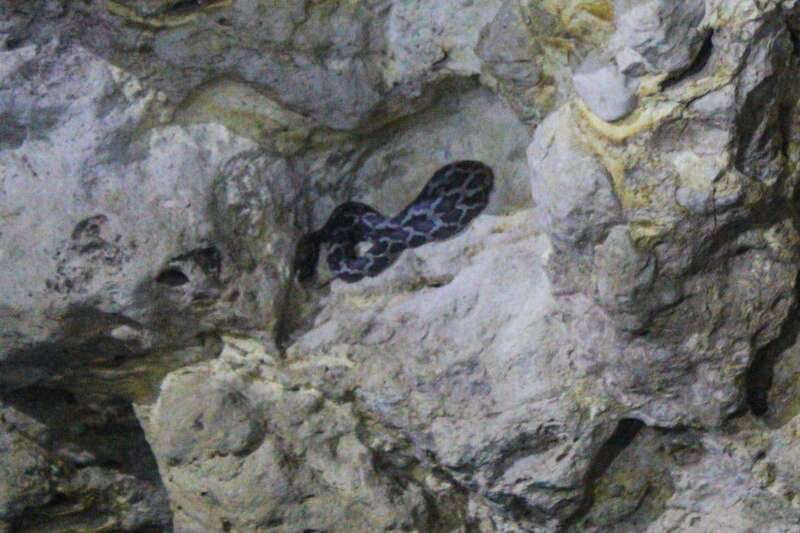 From Cancun: Kantemó Snake Cavern Adventure - Kantemós Snake Cavern: A Natural Phenomenon