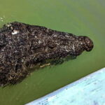 From Cancún: Rio Lagartos & Las Coloradas Day Trip & Lunch - Discovering Rio Lagartos’s Natural Charm