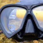 From Cancun: Whale Sharks Snorkeling - Convenient Pickup and Transportation from Cancun