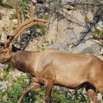 From Canmore/Banff: Columbia Icefield Skywalk Peyto Private Tour - Exploring Bow Lake’s Crystal Waters