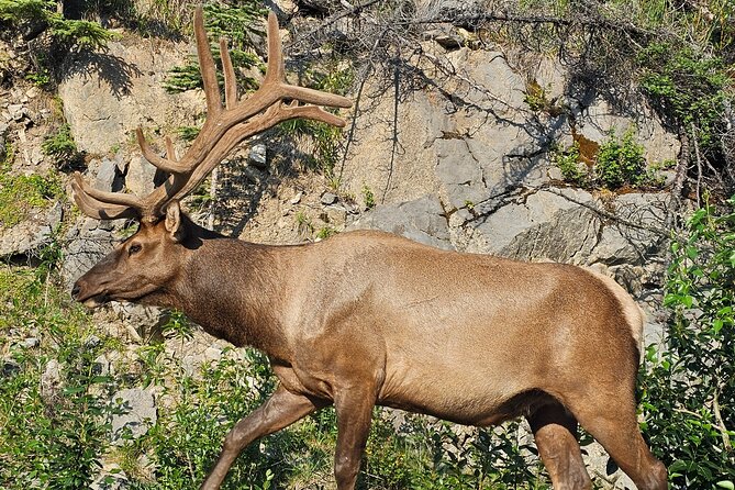 From Canmore/Banff: Columbia Icefield Skywalk Peyto Private Tour - Exploring Bow Lake’s Crystal Waters