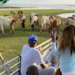 From Chincoteague Island: Assateague Island Boat Tour - The Assateague Island Boat Tour Start Point and Check-in Process