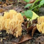 From Cluj : Golden Circle Of Transylvania - Starting in Cluj with a Focused Itinerary