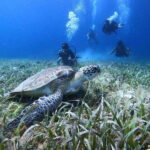 From Cozumel: Chankanaab Cozumel Scuba Diving - Starting Point at Chankanaab Adventure Beach Park