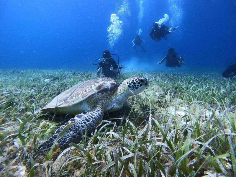 From Cozumel: Chankanaab Cozumel Scuba Diving - Starting Point at Chankanaab Adventure Beach Park