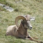 From Denver: Rocky Mountains Jeep Tour with Picnic Lunch - Exploring Rocky Mountain National Park in a Jeep