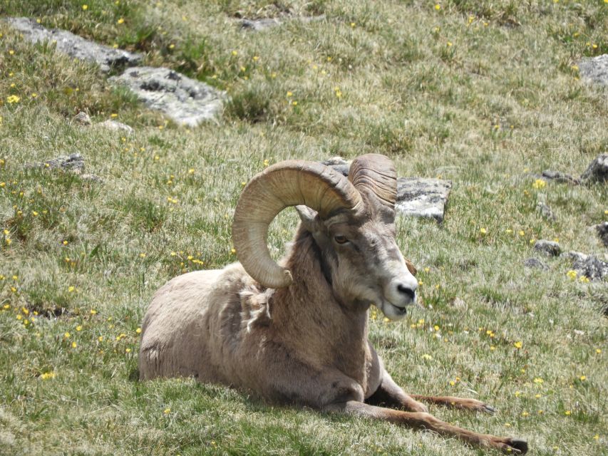 From Denver: Rocky Mountains Jeep Tour with Picnic Lunch - Exploring Rocky Mountain National Park in a Jeep