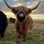 From Edinburgh: The Kelpies, Glencoe & Loch Lomond Day Tour - How the Tour Starts in Edinburgh and the Convenience of Private Pickup