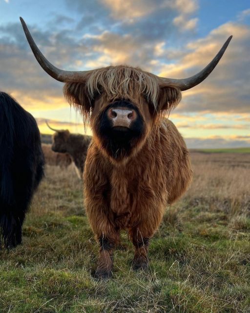 From Edinburgh: The Kelpies, Glencoe & Loch Lomond Day Tour - How the Tour Starts in Edinburgh and the Convenience of Private Pickup