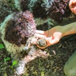 From Florence: Truffle Hunting with Lunch & Transportation - Discovering Truffle Hunting with Professional Guides and Dogs