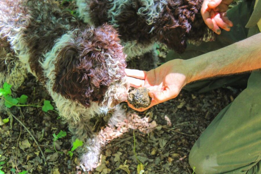 From Florence: Truffle Hunting with Lunch & Transportation - Discovering Truffle Hunting with Professional Guides and Dogs