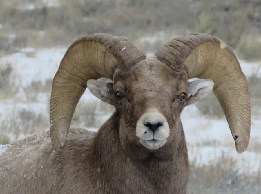 From Gardiner: Yellowstone Private Wolf & Wildlife Tour - Yellowstones Winter Landscape and Wildlife Hotspots
