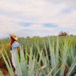 From Guadalajara: Tequila Town and Cantarito Making Tour - Starting Point and Transportation Logistics