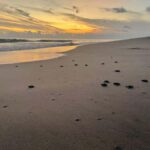 From Huatulco: Baby Sea Turtle Release Experience - The Conservation Zone and Turtle Care Procedures