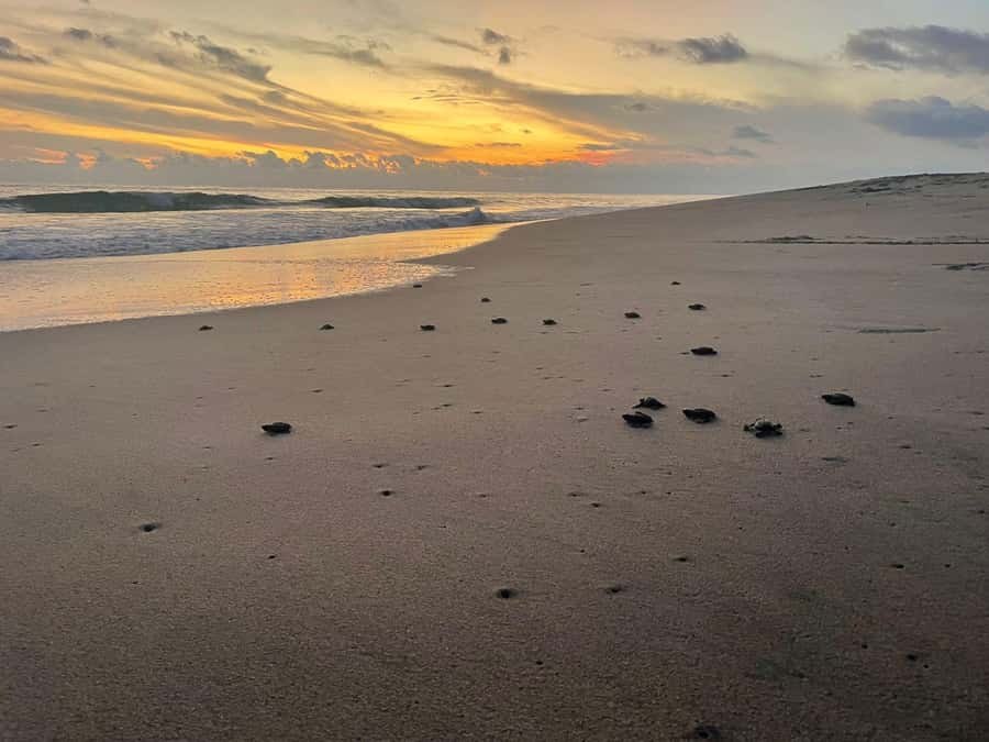 From Huatulco: Baby Sea Turtle Release Experience - The Conservation Zone and Turtle Care Procedures
