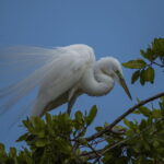 From Huatulco: Crocodiles and Turtles Eco Tour - Starting Point and Tour Logistics in Huatulco