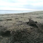 From Huatulco: Turtle Release & Bioluminescent Plankton - Exploring the Turtle Release at Preserved Beaches