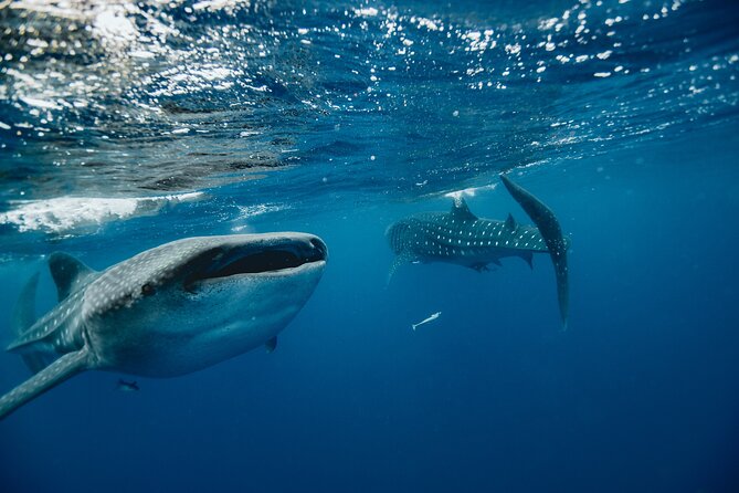 From Isla Mujeres/Riviera Maya: Swim with whale sharks!! - Departure Details from Isla Mujeres
