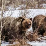 From Jackson: Grand Teton Sunset and Sightseeing Tour - Wildlife Watching in the Park’s Most Animal-Rich Areas