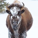 From Jackson Hole: Half-Day Grand Teton Winter Wildlife Tour - The Exact Itinerary of the Wildlife Search in Jackson Hole