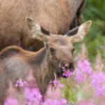 From Jackson Hole: Yellowstone Old Faithful, Waterfalls and Wildlife Day Tour - Visiting Iconic Yellowstone Geysers and Thermal Features