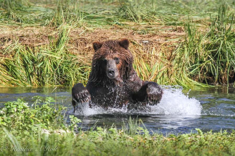 From Juneau: Exclusive Tongass Locally Guided Bear Viewing - Exclusive Permits Offer Access to Remote Locations