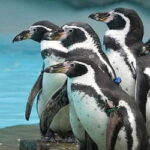 From Krakow: Zoo Trip with Private Luxury Transfer - Visiting Krakow Zoo in Wolski Forest