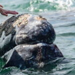 From La Paz: Puerto Chale Gray Whale Watching Tour - What Makes Puerto Chale Special for Whale Watching