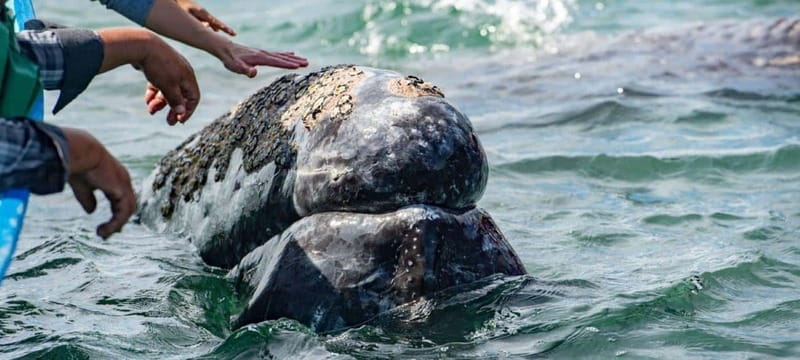 From La Paz: Puerto Chale Gray Whale Watching Tour - What Makes Puerto Chale Special for Whale Watching