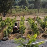 From La Playa: Vineyard Tour w/ Tasting & Todos Santos Stop - Touring Baja California Sur’s Boutique Vineyard