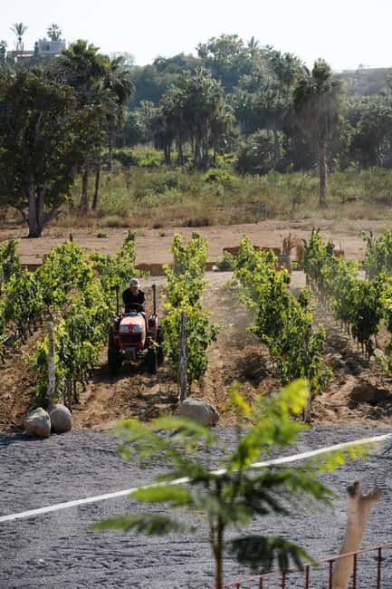 From La Playa: Vineyard Tour w/ Tasting & Todos Santos Stop - Touring Baja California Sur’s Boutique Vineyard