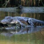 From Lafitte: Swamp Tours South of New Orleans by Airboat - Convenient Location in Lafitte for Bayou Exploration