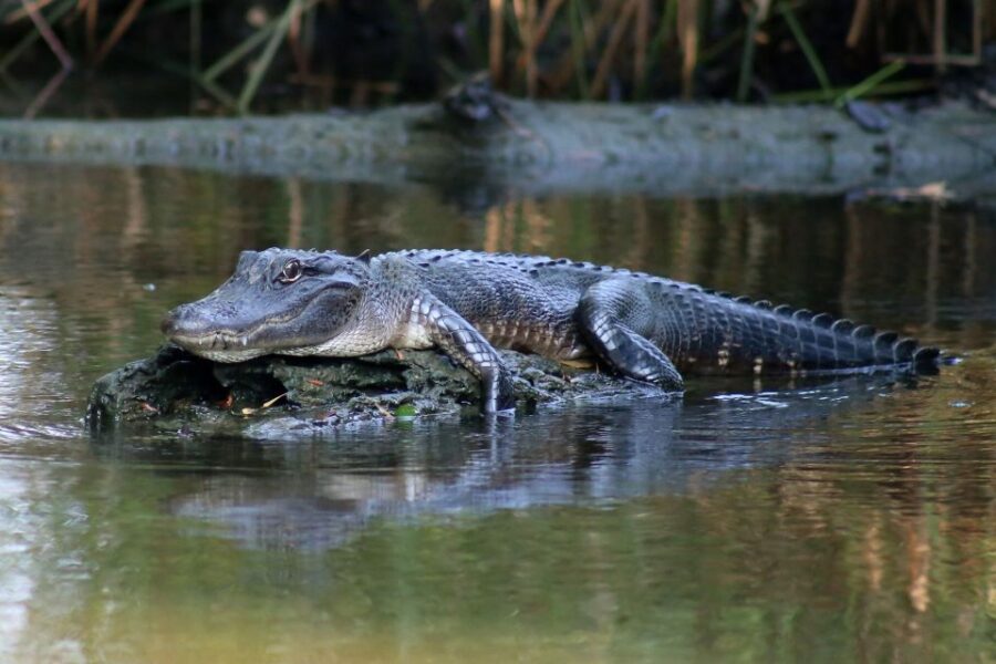 From Lafitte: Swamp Tours South of New Orleans by Airboat - Convenient Location in Lafitte for Bayou Exploration
