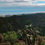 From Las Palmas: Half day tour Volcano Bandama & Vineyard - Strolling Through Spains Largest Botanical Garden in Tafira