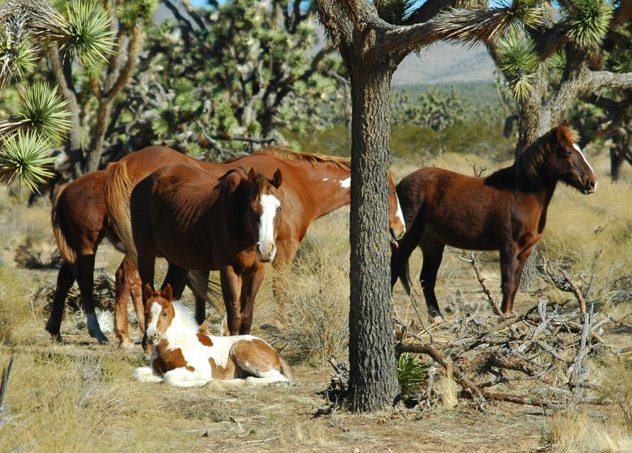 From Las Vegas: Grand Canyon West 5-in-1 Tour with Rim Lunch - Exploring Grand Canyon West on the Hualapai Indian Reservation