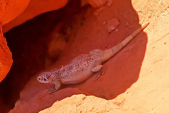From Las Vegas Valley of Fire Full Day Guided Tour with Lunch - Scenic Views at Rainbow Vista and Fire Canyon