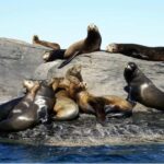 From Loreto: Coronado Island Snorkel - Coronado Island’s Location and Setting