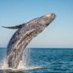 From Ma'alaea: Afternoon Whale Watch Tour Aboard the Malolo - Spectacular Whale Encounters and Underwater Sound