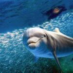 From Ma'alaea: AM Turtle Town Snorkel Aboard Quicksilver - Convenient Meeting Point at Maalaea Harbor