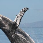 From Ma'alaea Harbor: Whale Watch Cruise Aboard the Malolo - Setting Sail on a 2-Hour Whale Watching Catamaran